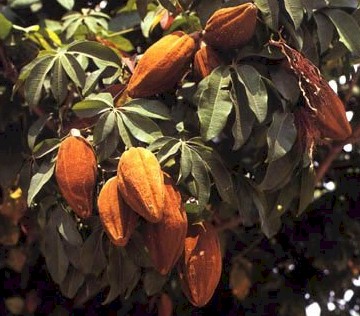 Malabar Chestnut